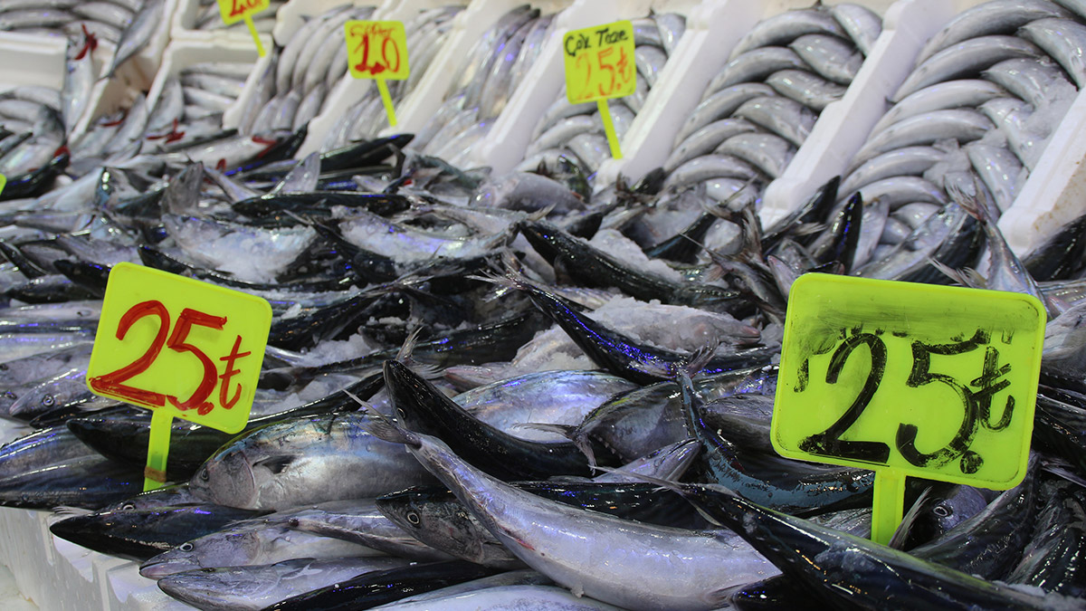 Balık tezgahları palamutla doldu