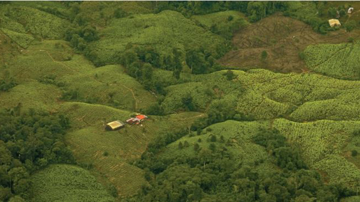 Kolombiya'da koka bitkisinin ekimi rekor seviyede
