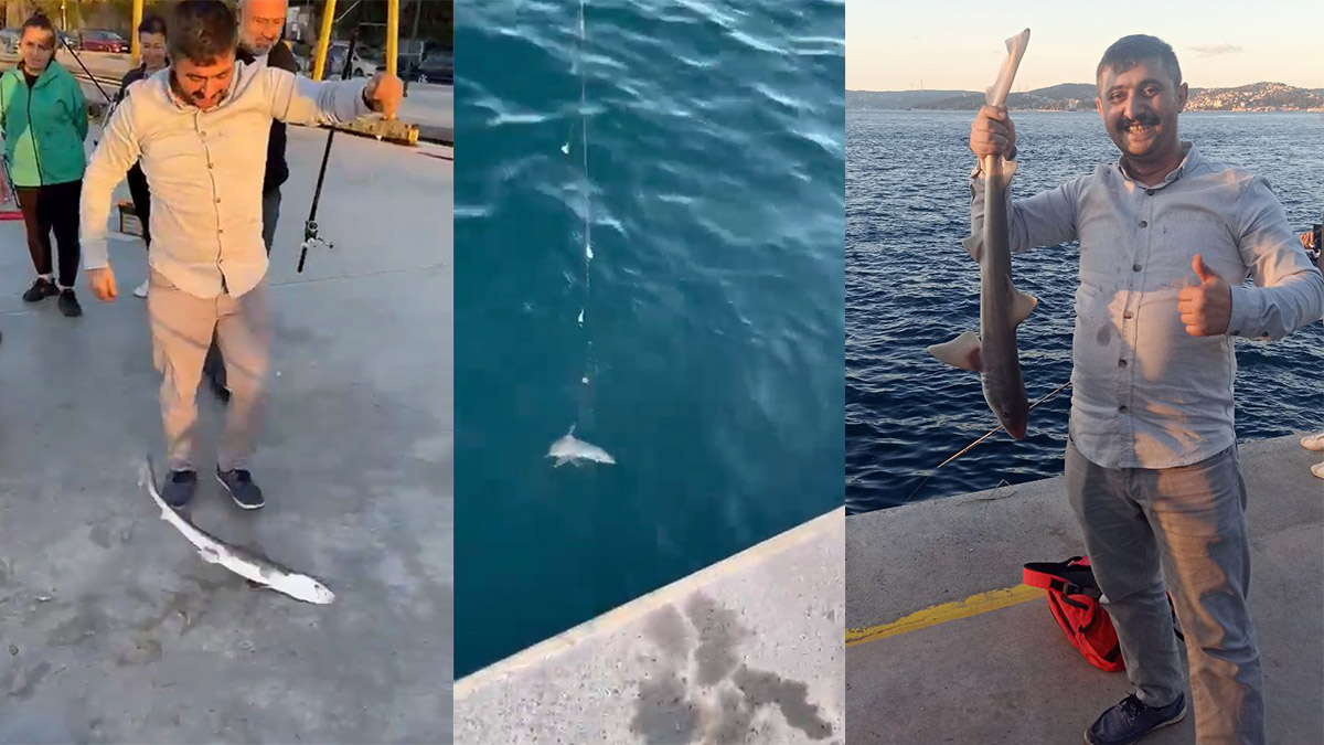 Oltasına Camgöz cinsi yavru köpek balığı takıldı