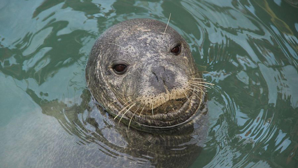 Kuşadası'nda yavru Akdeniz Foku ölü bulundu