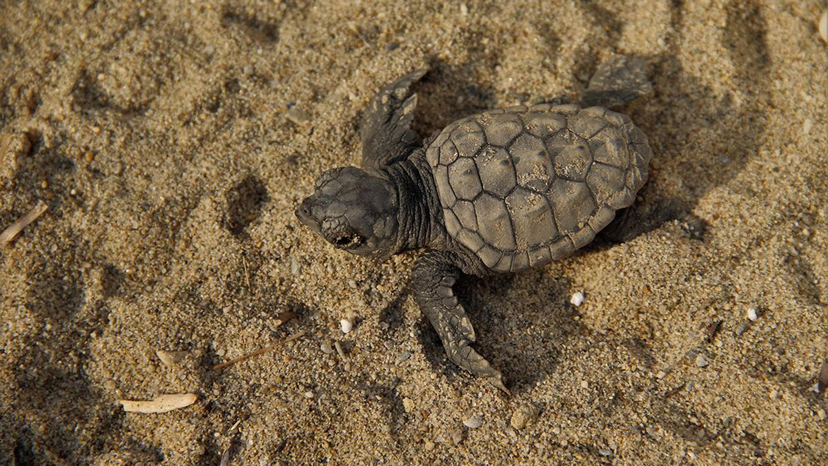 Aydın'ın Kuşadası ilçesinde yumurtadan çıktıktan sonra sitelerin bulunduğu alana doğru hareket ettikleri belirlenen 67 caretta yavrusu denize yönlendirilerek, hayata tutunmaları sağladı.