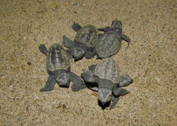 67 caretta yavrusu denizle buluştu
