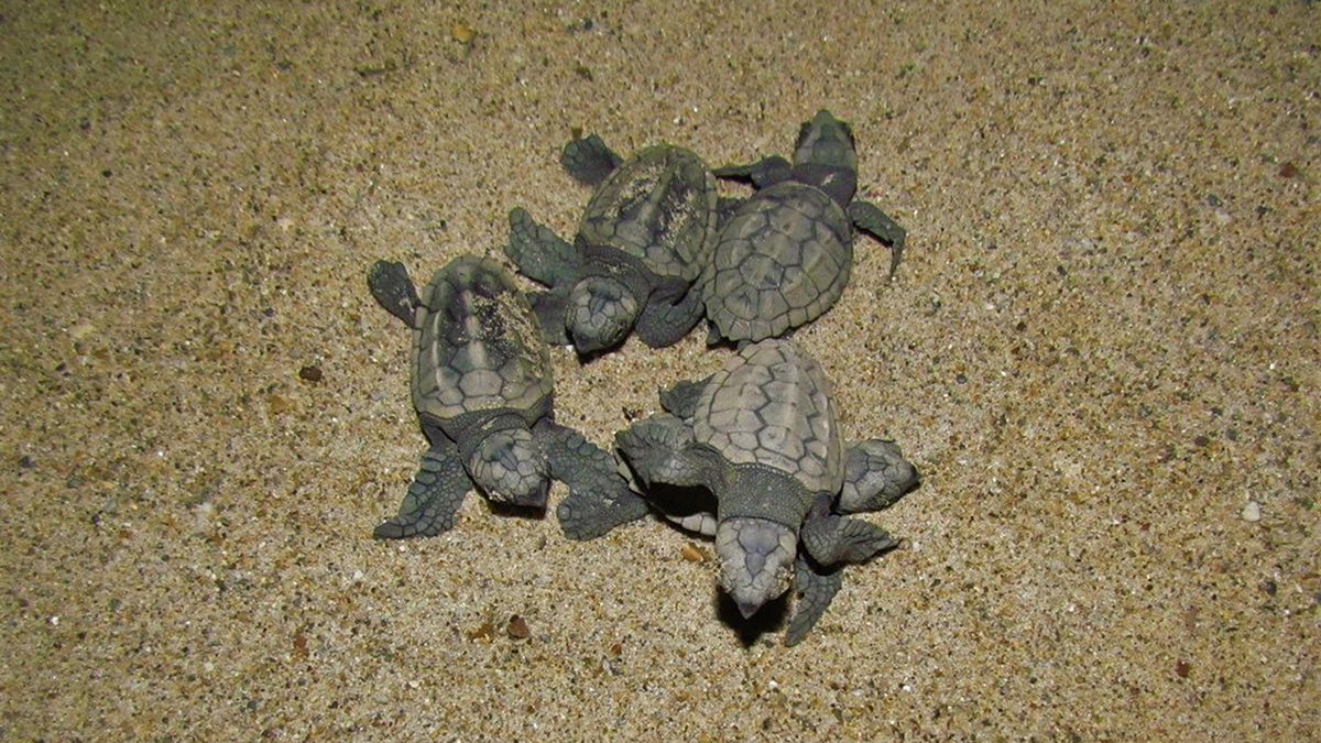 67 caretta yavrusu denizle buluştu