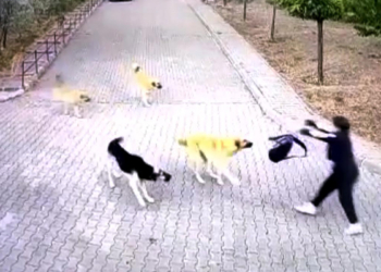 Liseli Rojda, köpeklerin saldırısından okul çantası ile kurtuldu