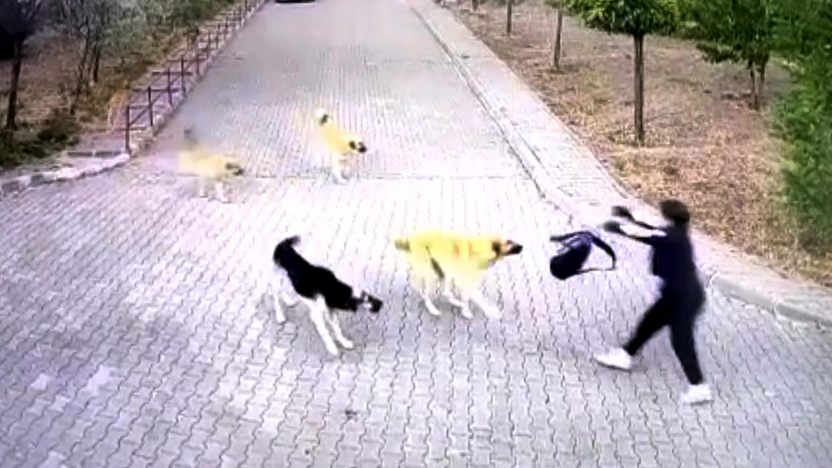 Liseli Rojda, köpeklerin saldırısından okul çantası ile kurtuldu