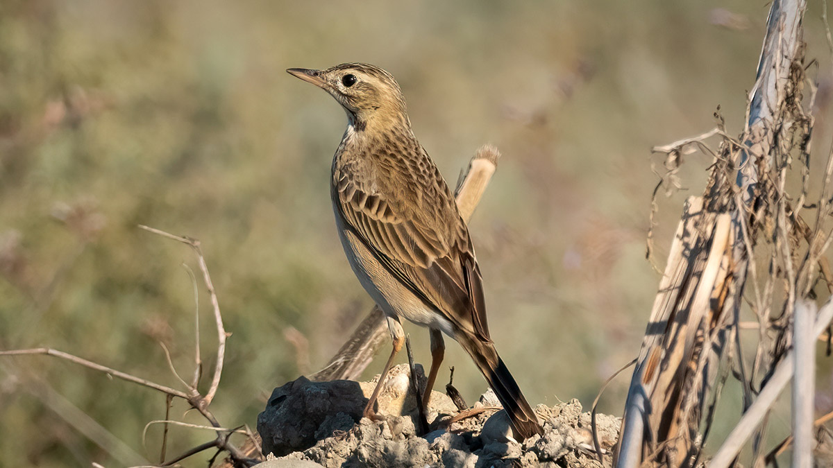 Mahmuzlu incir kuşu Antalya'da görüntülendi