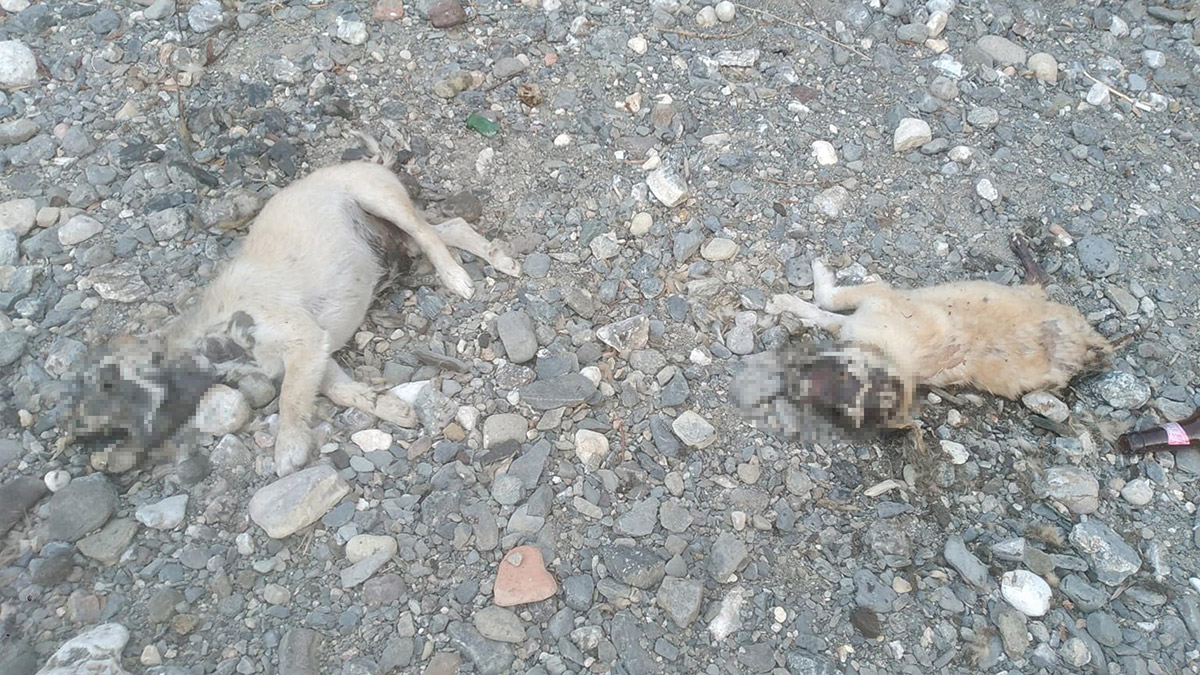 2 yavru köpek dere yatağında ölü bulundu