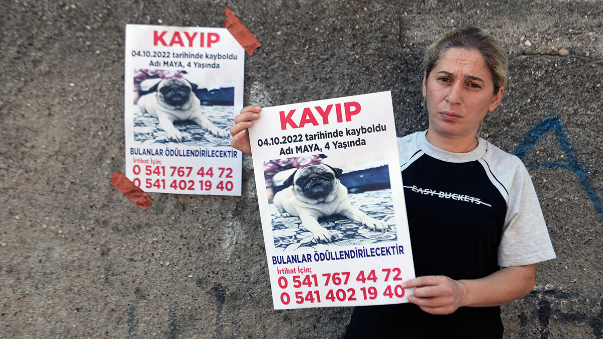 Maya'yı bulana 10 bin TL ödül