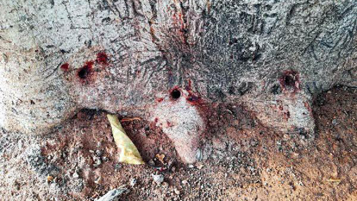 Yarım asırlık kauçuk ağacına zarar veren sanıklara 4 yıl hapis istemi