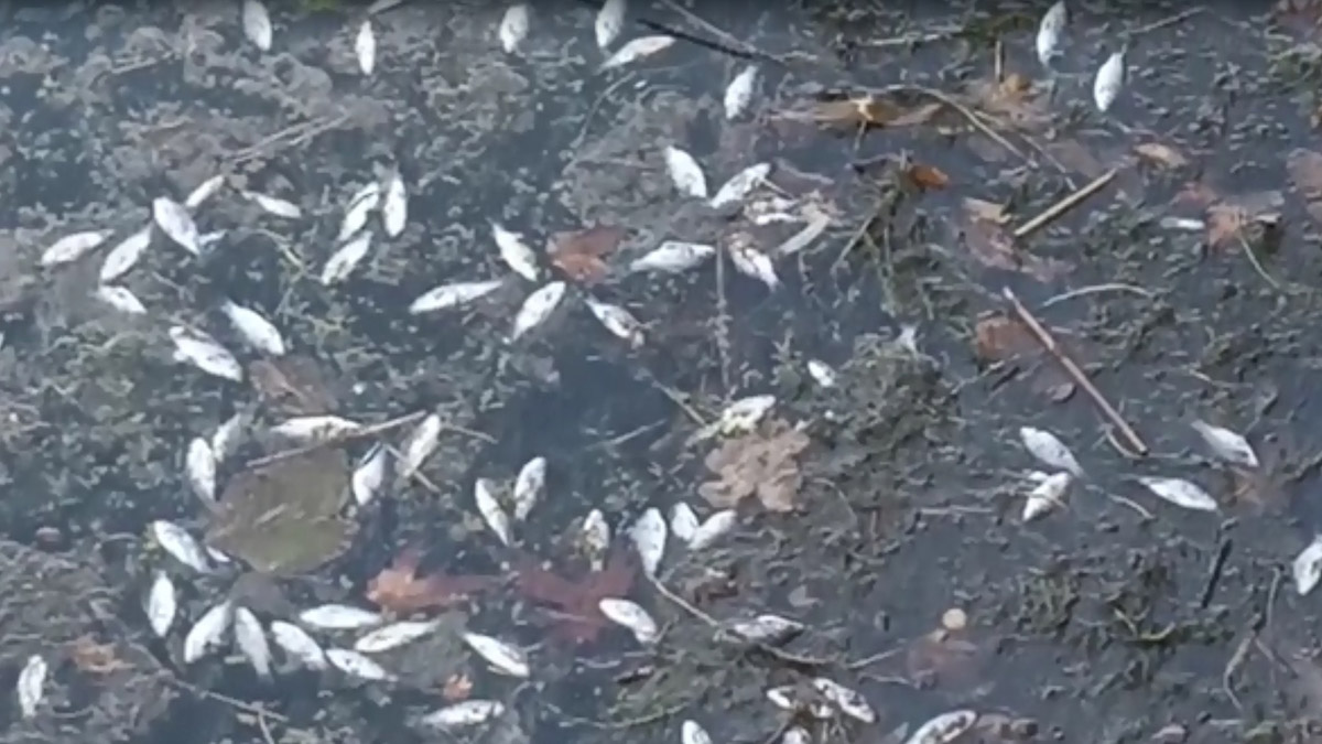 Yenice Baraj Gölü'nde ölü balıklar yüzeye çıktı