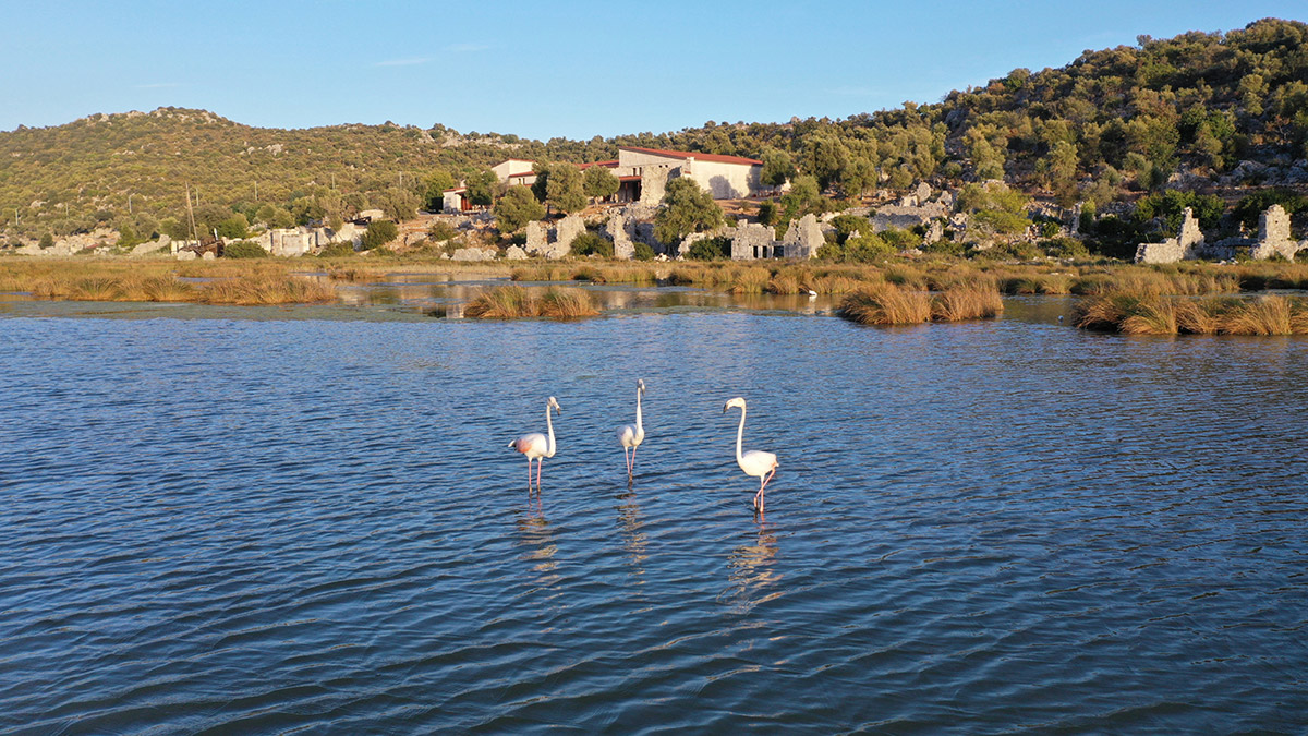 Flamingoların uğrak yeri Noel Baba Kuş Cenneti