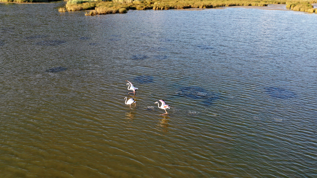 Flamingoların uğrak yeri Noel Baba Kuş Cenneti