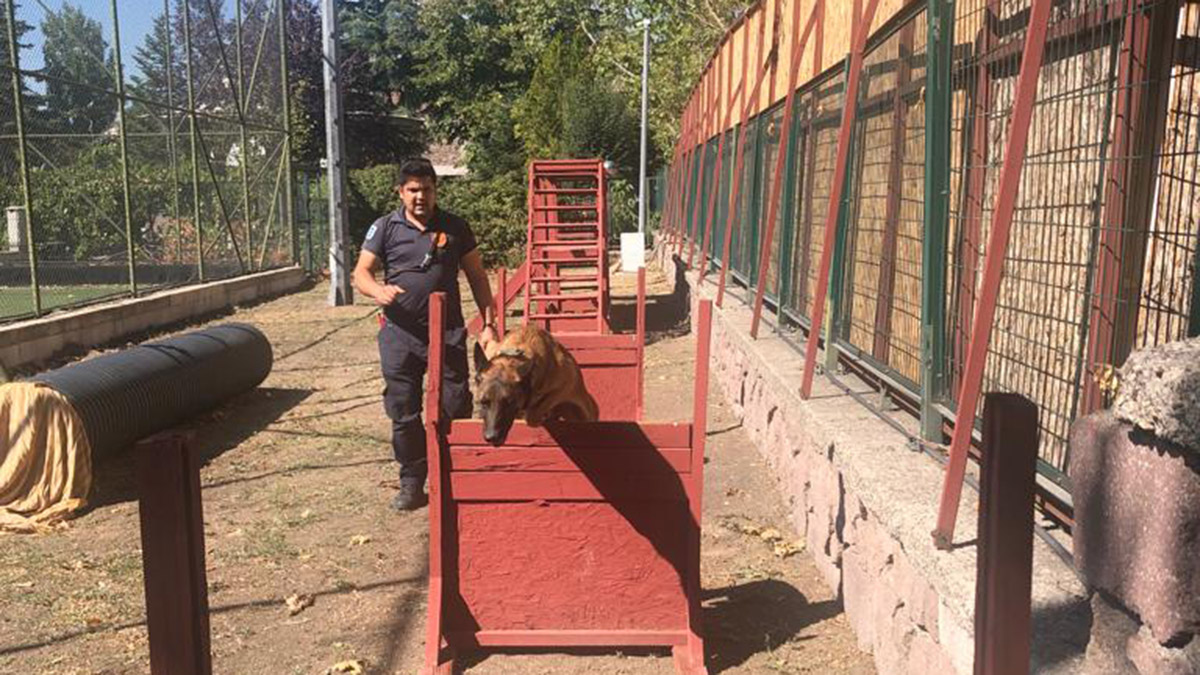 Ankara'da, itfaiyede köpek eğitmeni olarak çalışırken 2016 yılında kalp krizi geçirip hayatını kaybeden Ersin Ünver'in (48) yerine işe başlayan oğlu Halil İbrahim Ünver (25), özel eğitimli köpeklerle afetlerde görev alıp babası gibi can kurtarıyor.