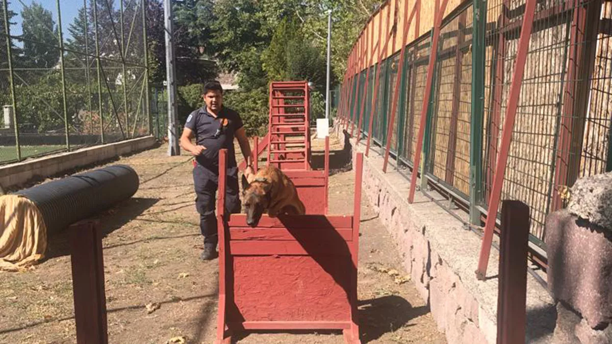 Ankara'da, itfaiyede köpek eğitmeni olarak çalışırken 2016 yılında kalp krizi geçirip hayatını kaybeden ersin ünver'in (48) yerine işe başlayan oğlu halil i̇brahim ünver (25), özel eğitimli köpeklerle afetlerde görev alıp babası gibi can kurtarıyor.