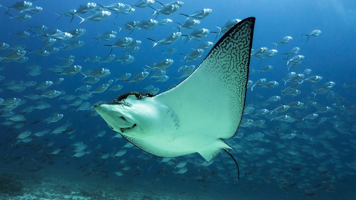 omurgalı türlerin popülasyonu yüzde 69 azaldı