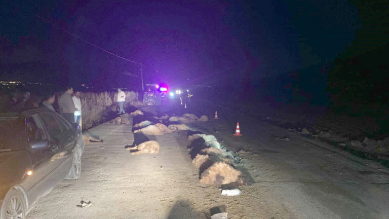 Otomobil sürüye çarptı, 30 koyun öldü