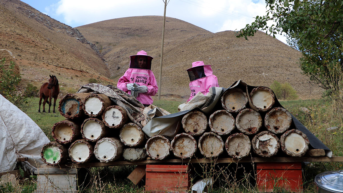 Sepet kara kovan balın hasadına başlandı
