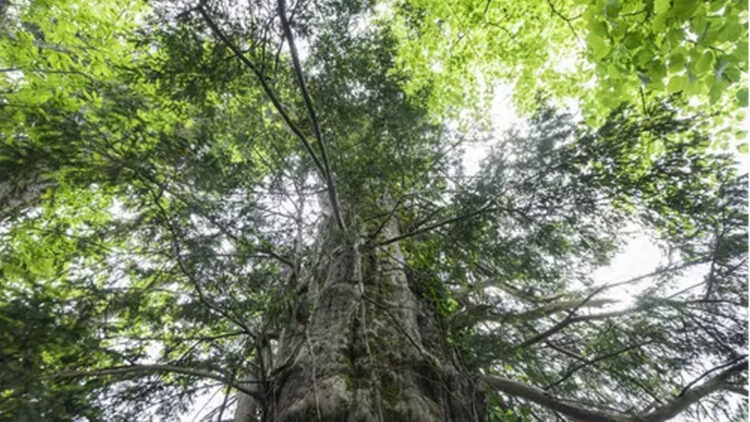 Artvin'de 1400 yıllık porsuk ağacı tescillenecek 