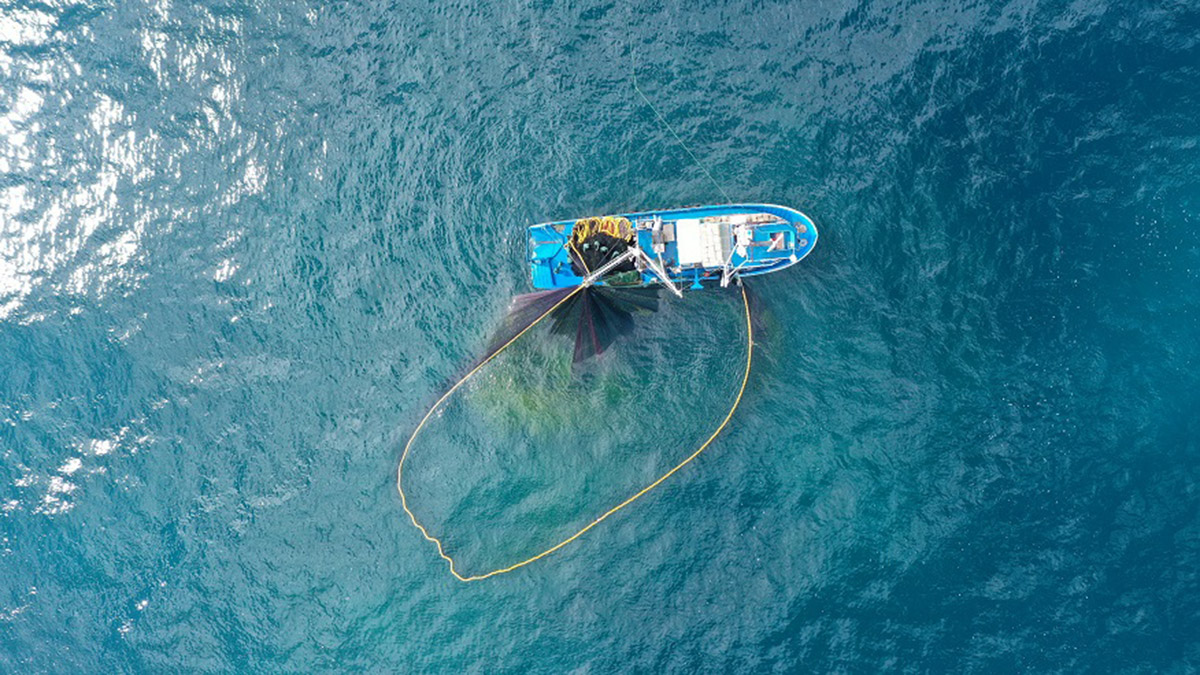 Şile Belediyesi tarafından bu yıl birincisi düzenlenen Şile Palamut Festivali 15 Ekim’de kapılarını ziyaretçilerine açıyor.