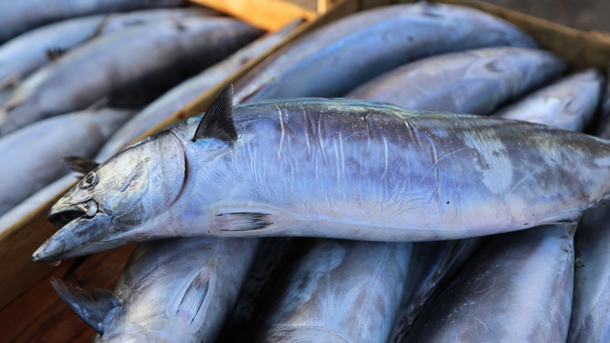 Şile Palamut Festivali 15 Ekim’de