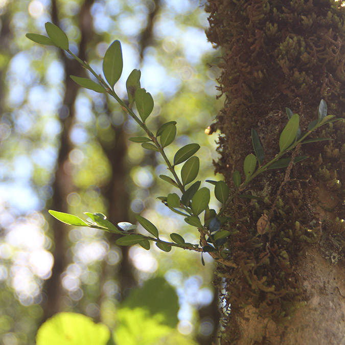 Rize'nin Çamlıhemşin ilçesi Fırtına Vadisi'ndeki yaşlı şimşir ormanı, Dünya Doğayı Koruma Vakfı'nca (WWF) koruma altına alınması gereken 200 ekolojik bölge arasında gösterilirken, kuruyan şimşir ağaçları için 3 yıldır sürdürülen biyolojik mücadelede sonuç alındı.