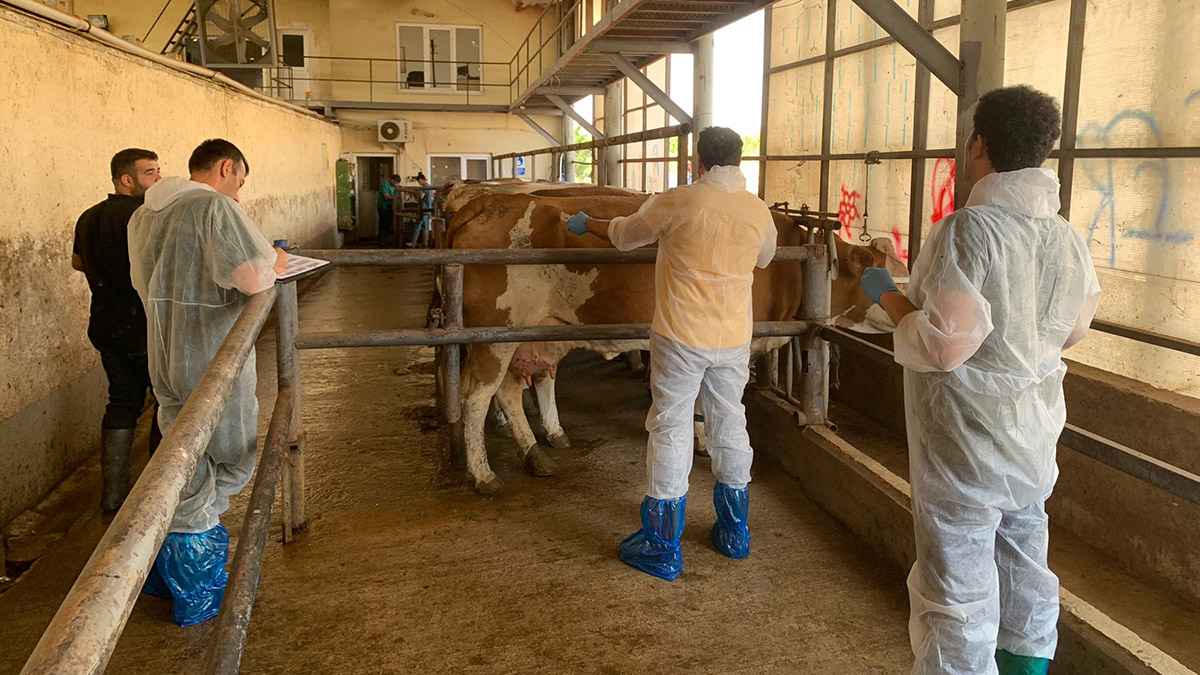 'Genomik Seleksiyon' ile dışa bağımlılık azalacak