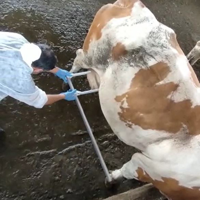 'Genomik Seleksiyon' ile dışa bağımlılık azalacak