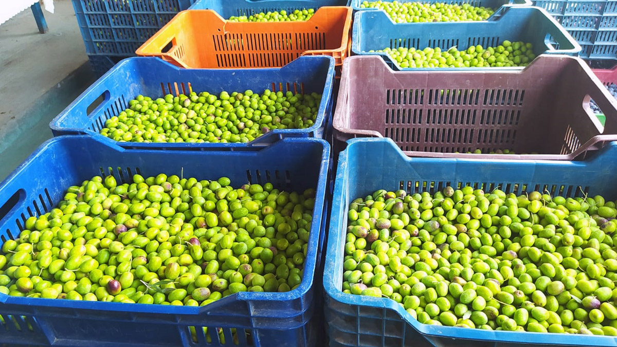 Tescilli sarıulak zeytini yüz güldürdü