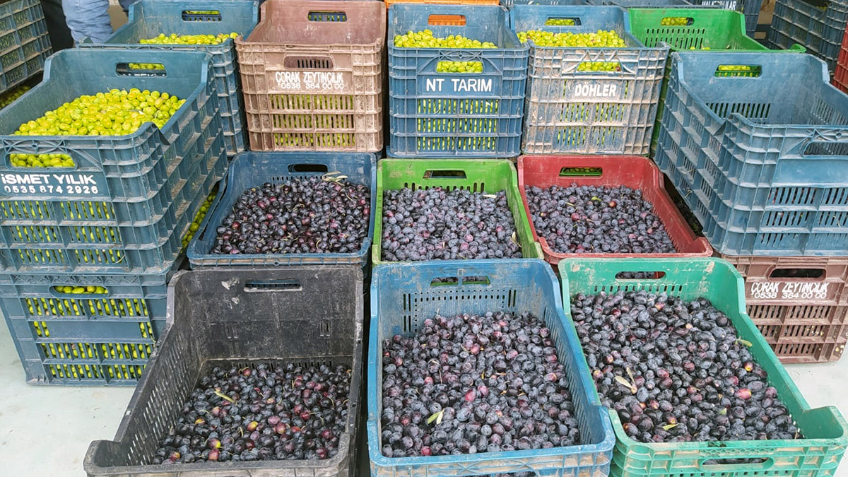 Mersin'in Tarsus ilçesinde hasadı devam eden tescilli sarıulak zeytinde alınan verim üreticinin yüzünü güldürdü. Hem sarıulak hem de zeytinin kilosu, 20 TL’den alıcı buluyor.