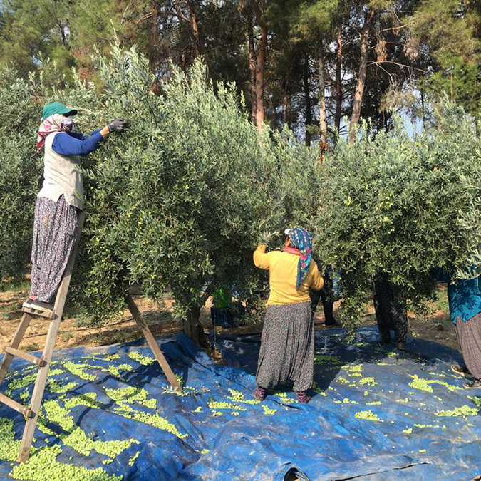 Tescilli sarıulak zeytini yüz güldürdü
