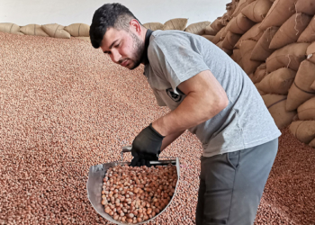 TMO, 150 bin ton fındık aldı