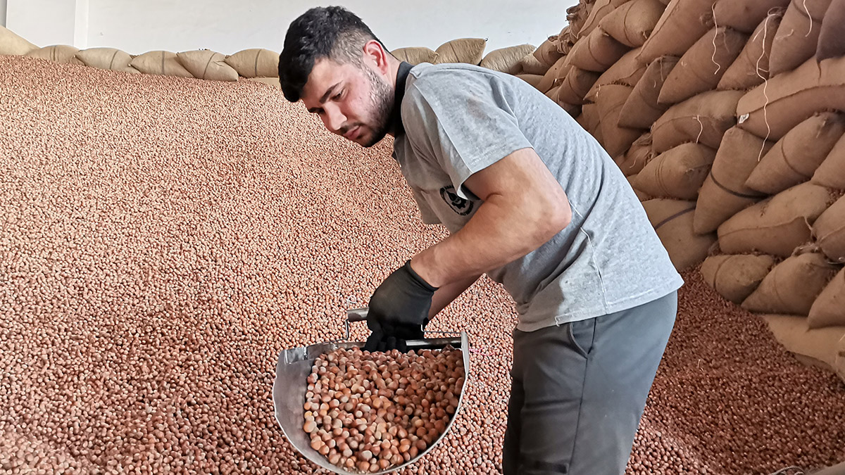 TMO, 150 bin ton fındık aldı