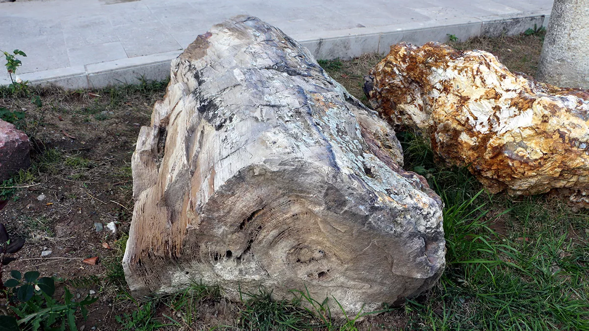 Tokat'ın zile ilçesinde 7 ay önce bulunan ağaç fosillerinin 41,5 milyon yıl öncesine ait olduğu tespit edildi.