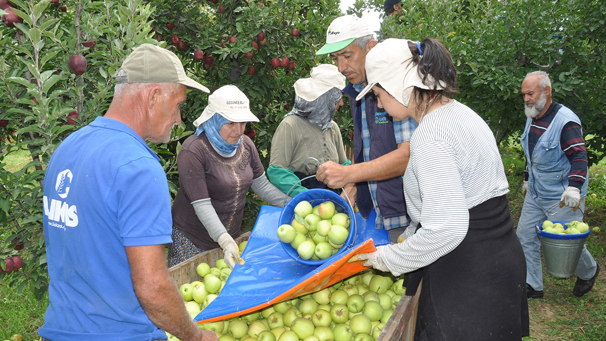 Türkiye'nin en önemli elma üretim merkezi Isparta'da, hasat dönemi başladı. Geçen yıl ülke genelindeki 4 elmadan 1'inin üretildiği kentte bu sene hem ürün kalitesi hem de rekoltenin iyi olması, üreticiyi memnun etti.