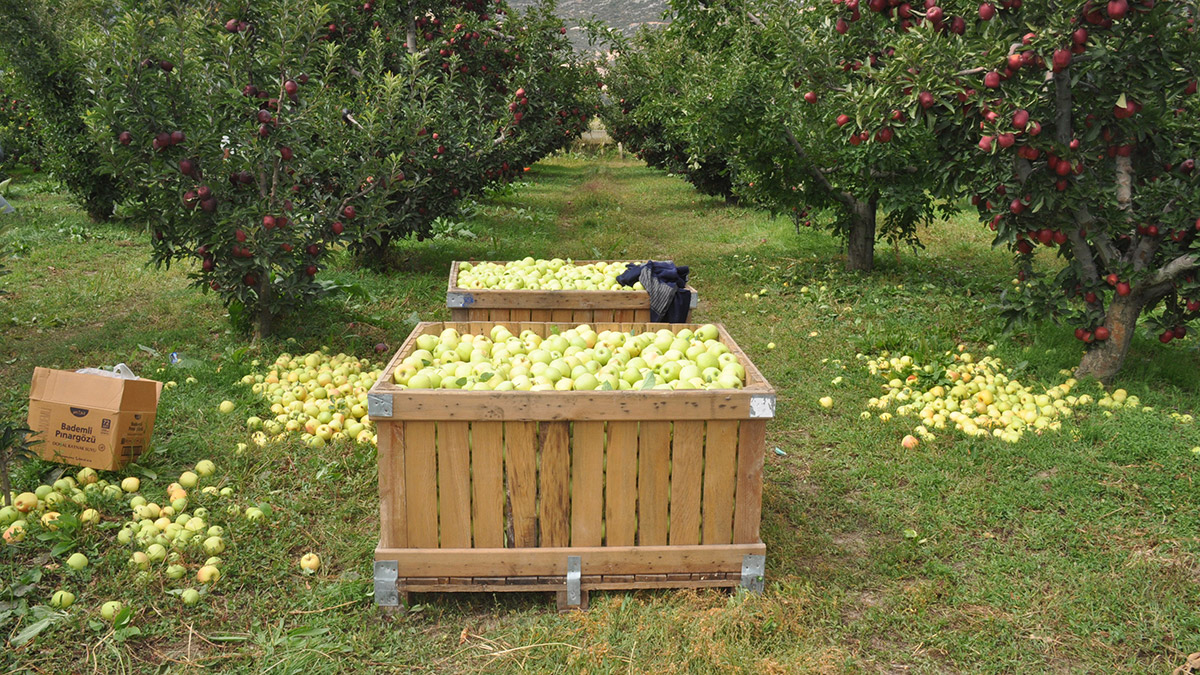 Elma üretim merkezi Isparta'da hasat başladı