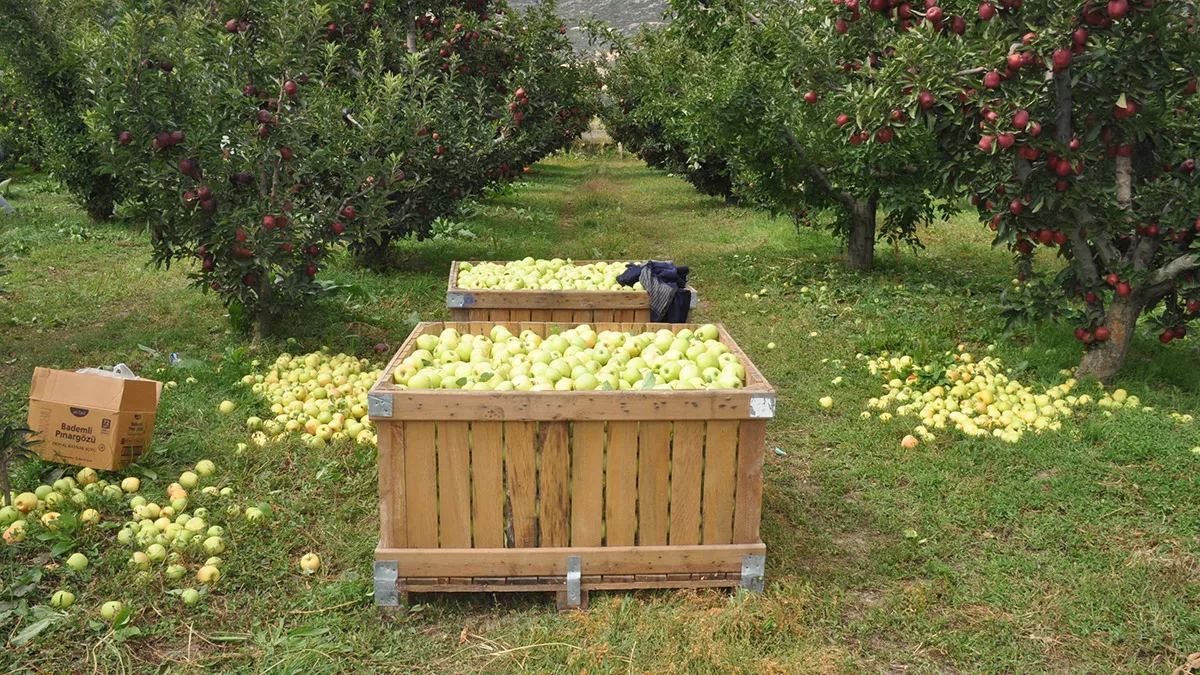 Elma üretim merkezi isparta'da hasat başladı