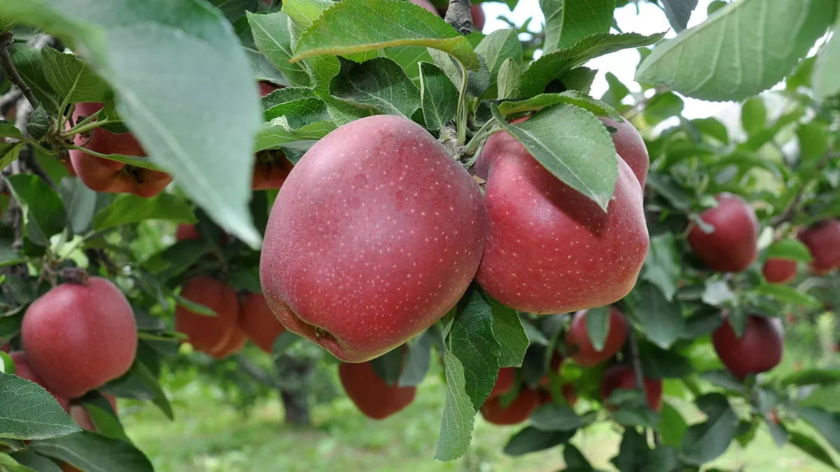 Türkiye'nin en önemli elma üretim merkezi isparta'da, hasat dönemi başladı. Geçen yıl ülke genelindeki 4 elmadan 1'inin üretildiği kentte bu sene hem ürün kalitesi hem de rekoltenin iyi olması, üreticiyi memnun etti.