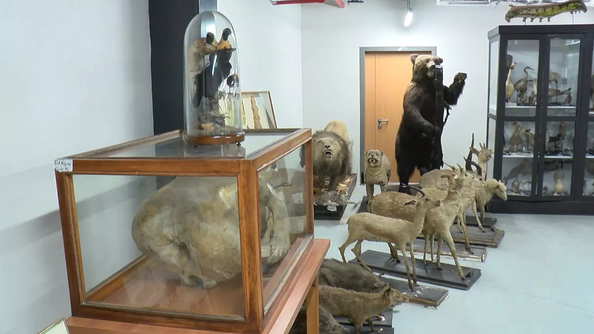 Türkiye'nin ilk zooloji müzesi 7 yıl sonra yeniden açılıyor. İstanbul üniversitesi bünyesindeki zooloji müzesi, deprem riski nedeniyle beyazıt'tan taşınmış, koleksiyonlar ise koruma altına alınmıştı.