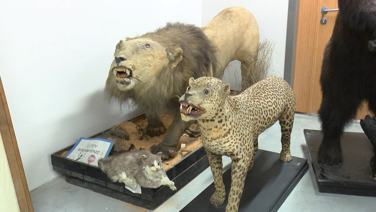 Türkiye'nin ilk Zooloji Müzesi açılıyor