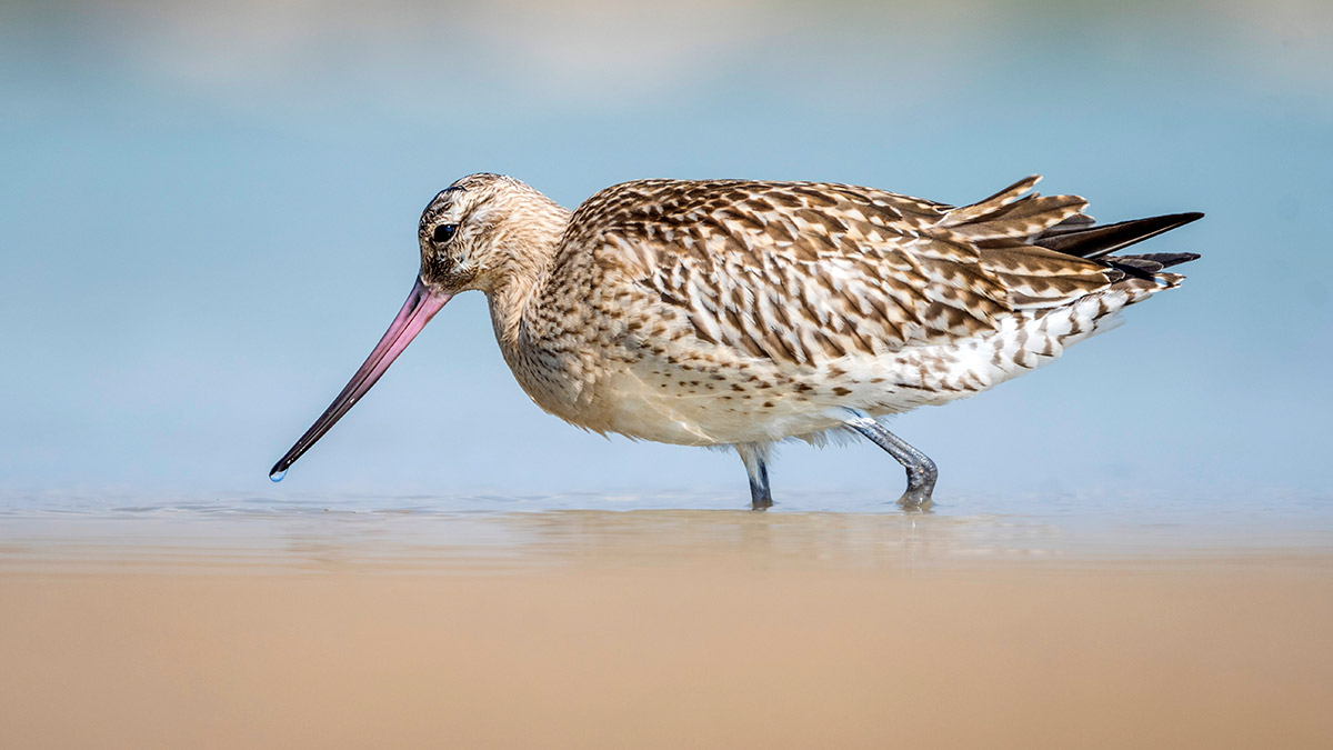 Rekortmen kuş Mersin'de mola verdi