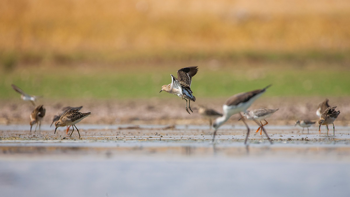 Dicle Üniversitesi kampüsündeki Kabaklı Sulama Göleti, kuzeyden gelerek Afrika’ya göç eden kuşların mola ve kışlama yeri oldu.