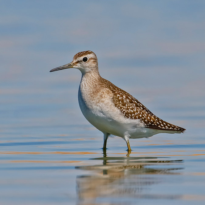 Kabaklı Sulama Göleti kuşların mola yeri oldu