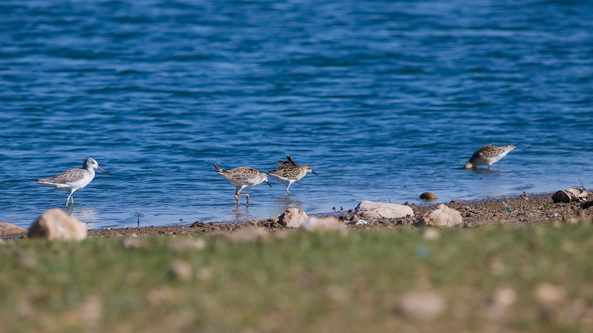 Kabaklı Sulama Göleti kuşların mola yeri oldu