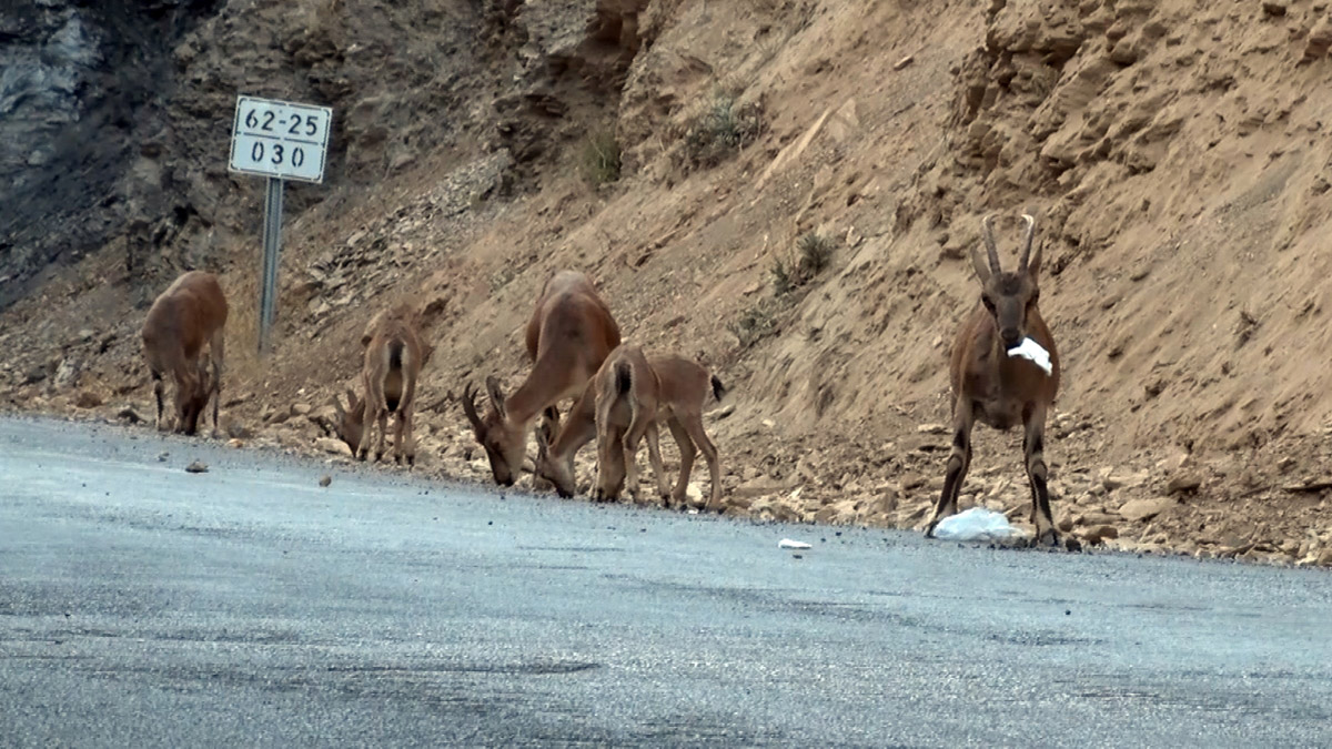 Tunceli’de Munzur Vadisi Milli Parkı’nda piknikçiler tarafından doğaya atılan çöp ve atık maddeler, çevre kirliliğinin yanı sıra, park içerisindeki yaban hayvanları için tehlike oluşturuyor.