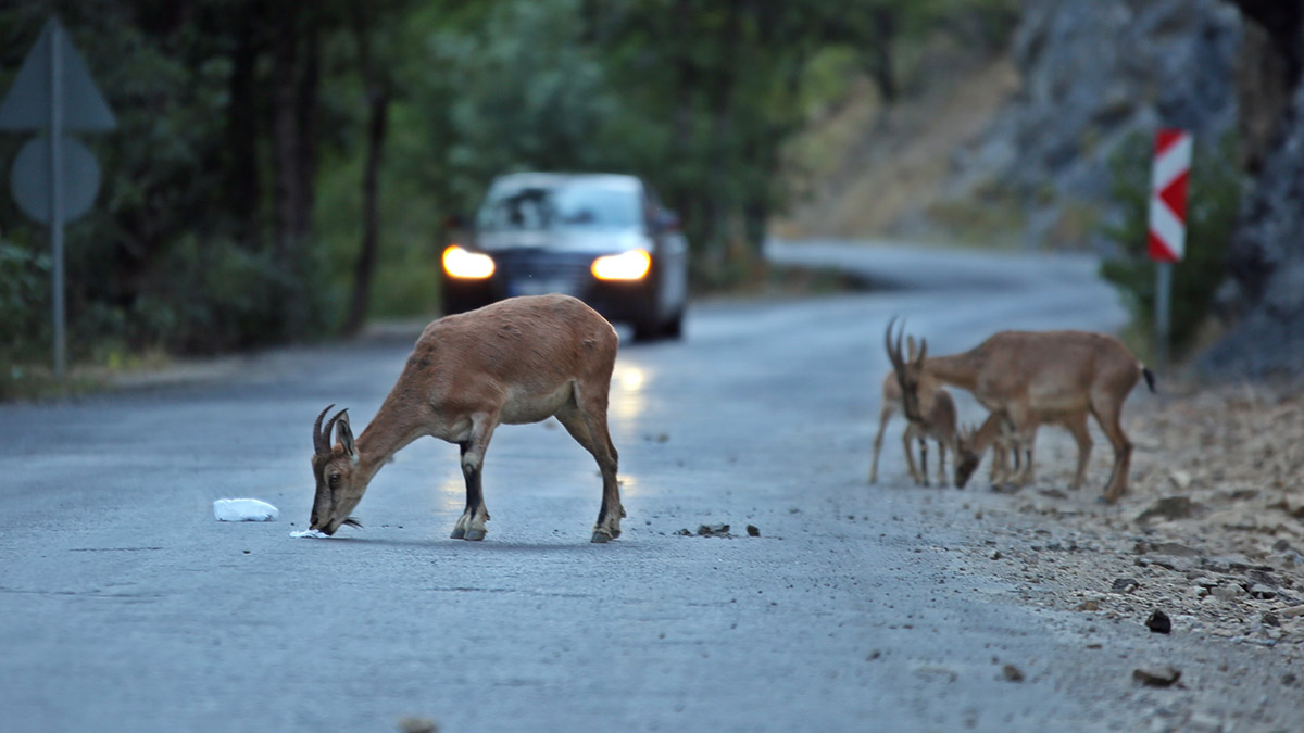 Yaban hayvanları tehlike altında