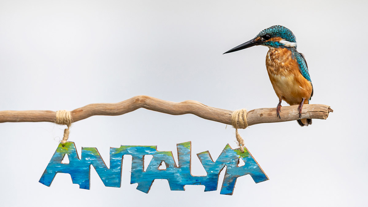 Tüneğe konan yalıçapkınını fotoğrafladı