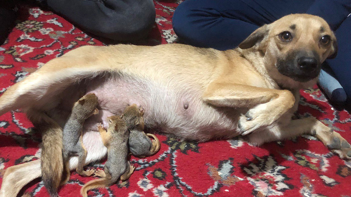 Zeyna sincapları yavruları gibi emziriyor