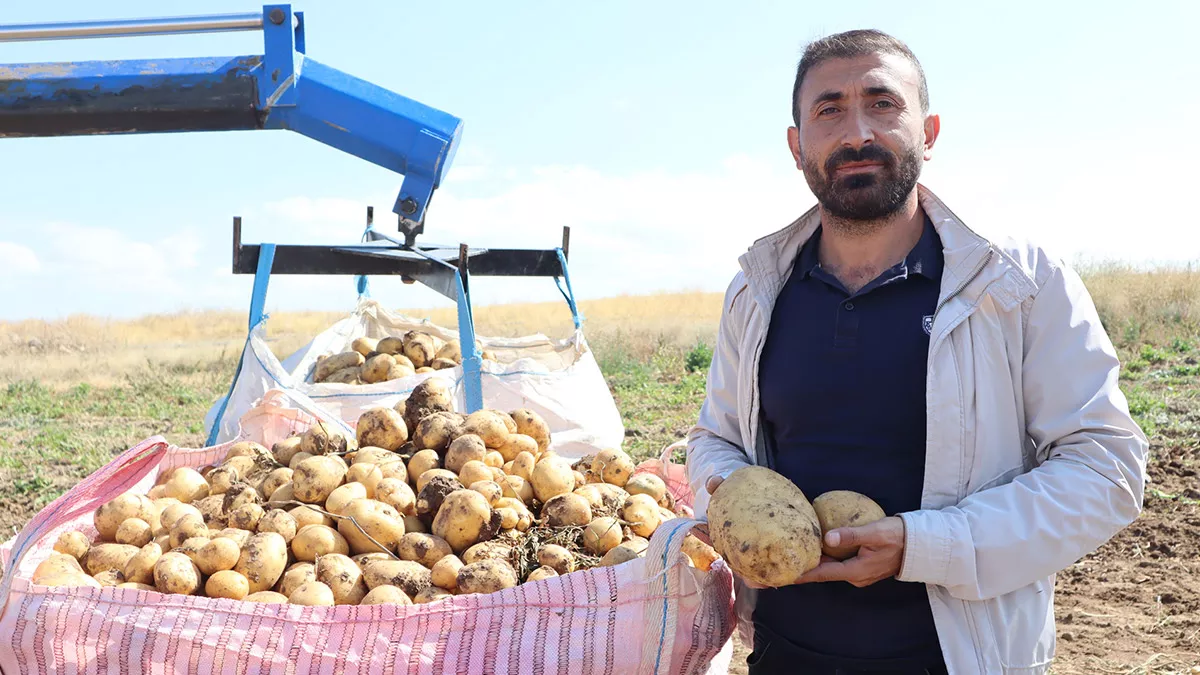 Aksaray'da, 75 bin dekar alanda yaklaşık 300 bin üretilen patatesin hasadı sürüyor.  serhat karcıoğlu, patatesin tezgahtaki fiyatının yaz mevsimine göre 5 lira kadar düştüğünü belirtti.