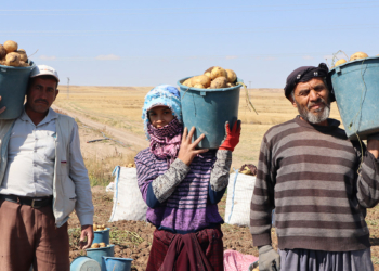 Patatesin tezgahtaki fiyatı 5 TL düştü