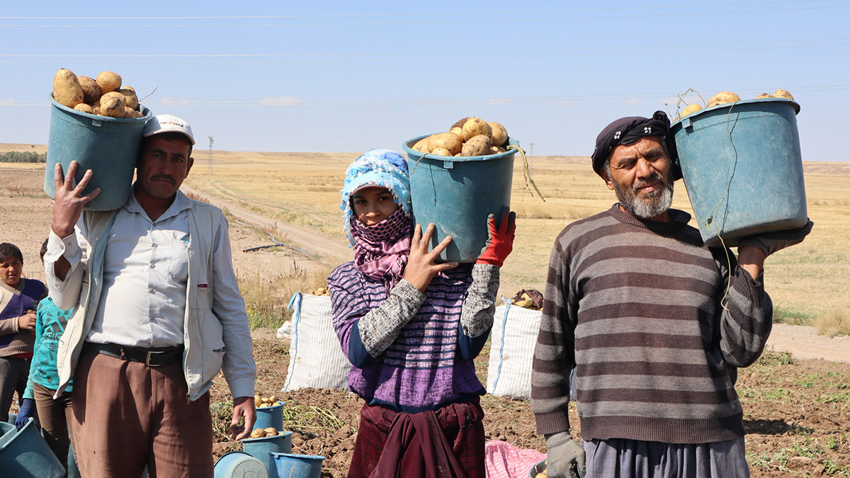 Patatesin tezgahtaki fiyatı 5 TL düştü